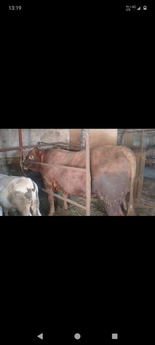 Tauri de carne angus