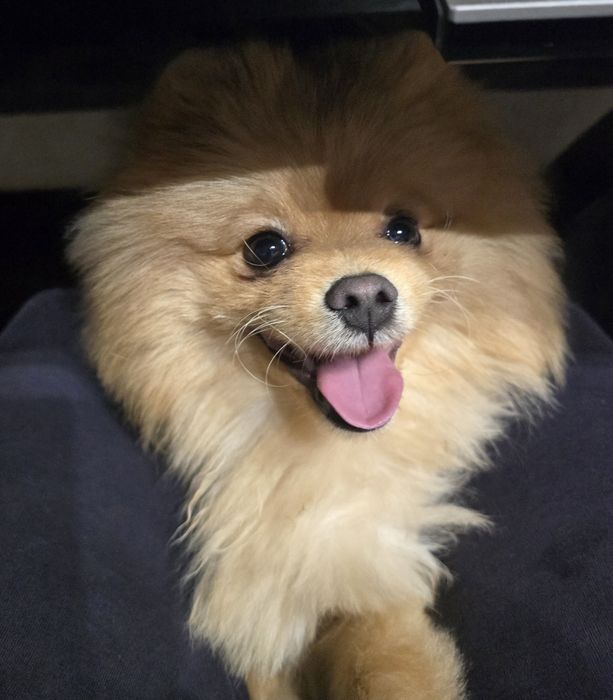 Для вязки шпиц померанский