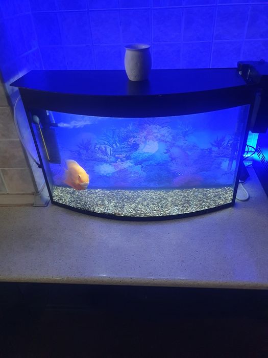 Аквариумистика аквариум