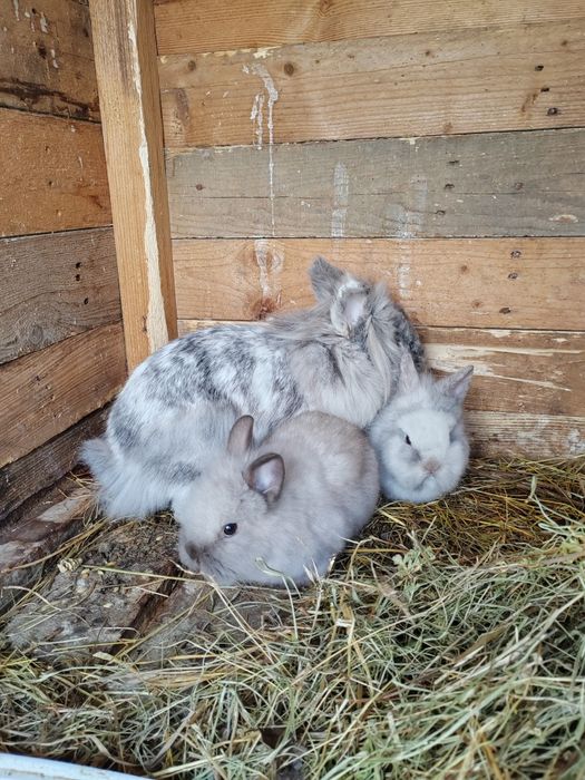 Vând iepuri Cap de leu