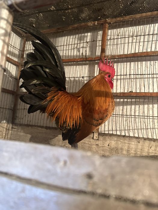 Кораз сатылады 123456