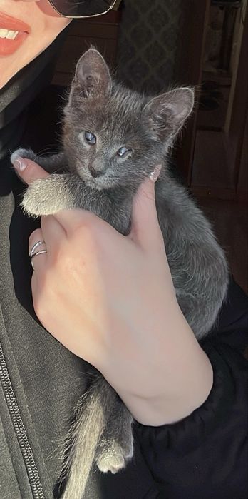 Котенок в добрые руки