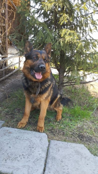 Вязка, немецкая овчарка