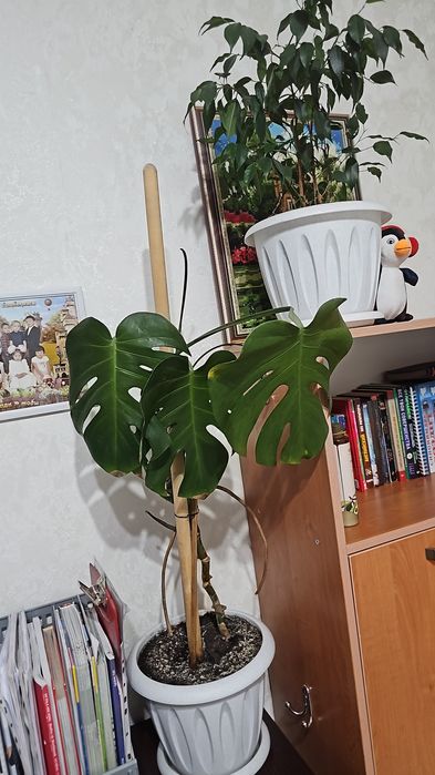 Комнатные растения