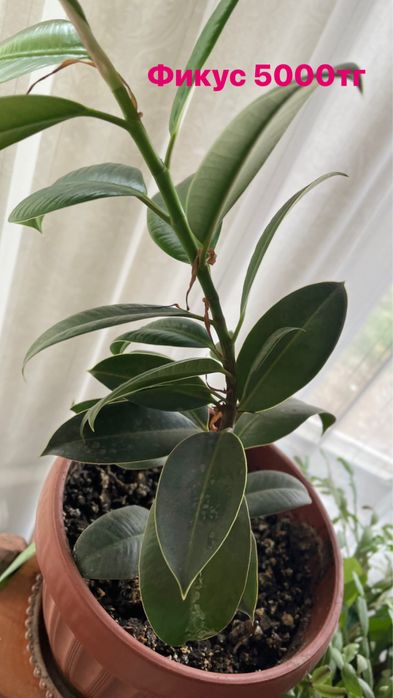 Продам комнатные цветы