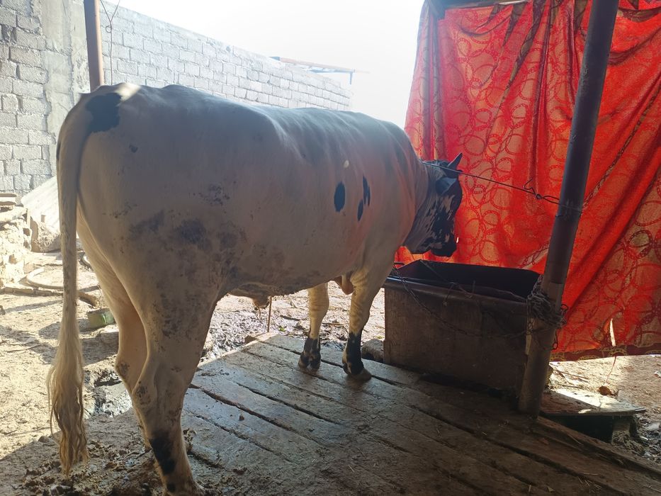 Buaq sotiladi buqa