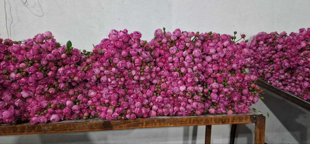 Optom gullar – Misty Bubbles