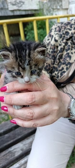 Подаряват се 3 бебета котета