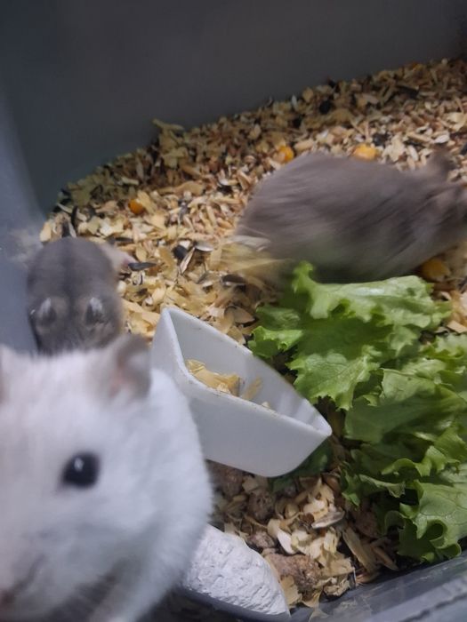 Отдам хомячков даром