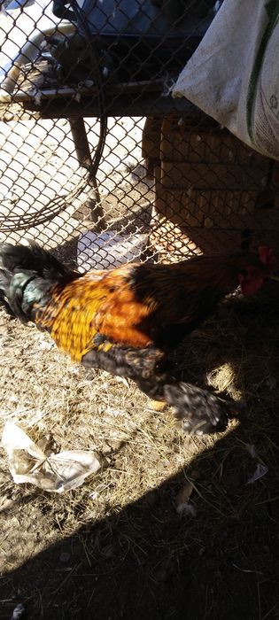 Продам петуха БРАМА