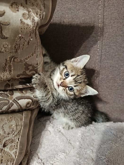 Отдам котят даром