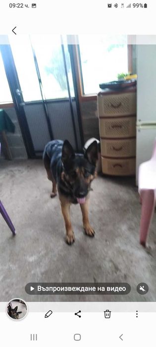 ТЪРСИ СЕ открадната  Немска овчарка