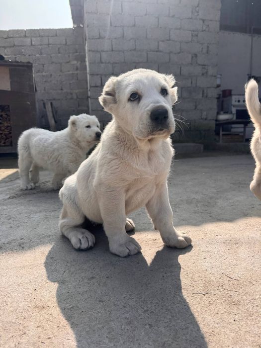 Щенки Алабая 250$