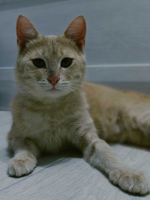 Кот ищет себе дом