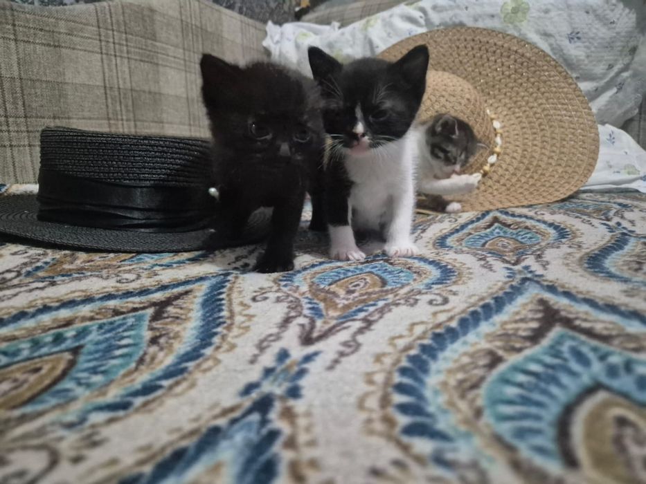 Отдаю бесплатно котят