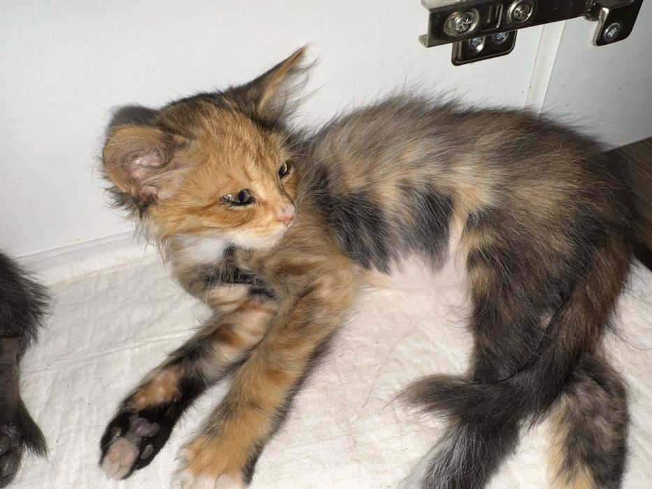 Котята срочно ищут дом