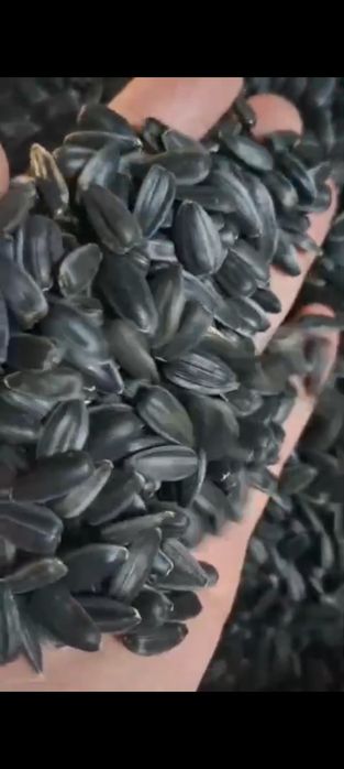 Жмых.Зерновой клуб!