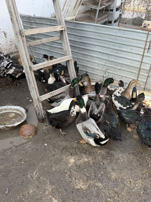 Утки куры индюки