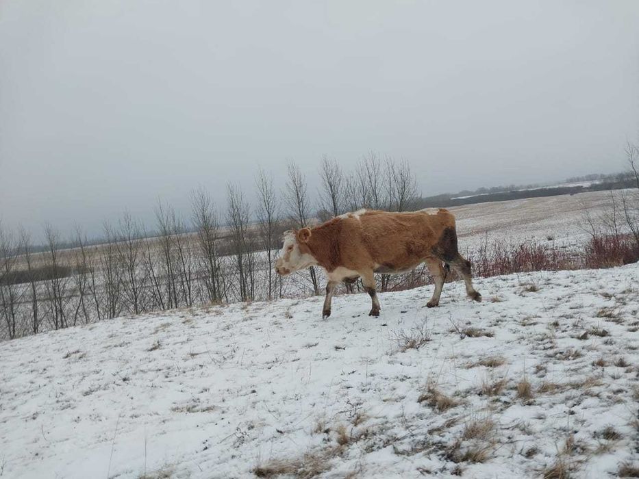 Продам крс 9 голов