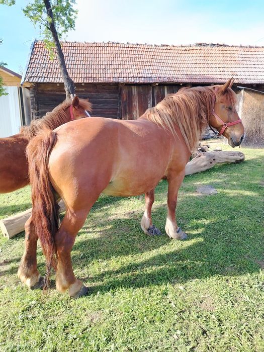 Vand iapa cu manza