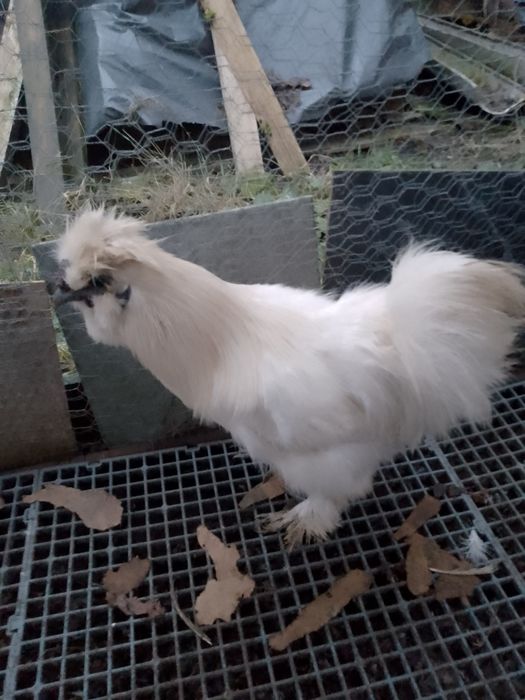 Cocoși mătase japoneza!