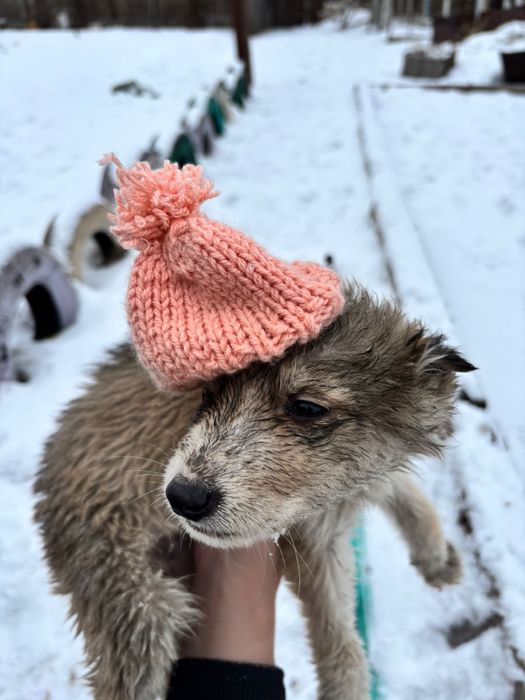 Ищем дом для щенят