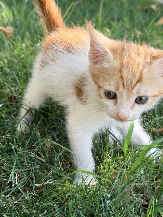Котята в хорошие руки / Мушук болалари яхши кулларга