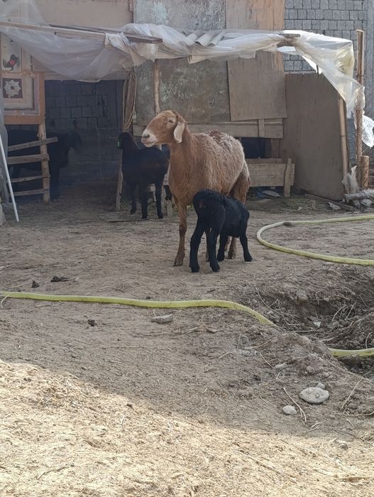 Арашанг она бола куй