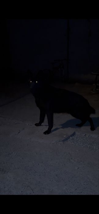 Овчарка сатылады