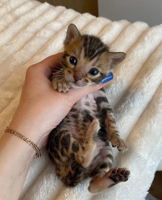 Бенгальские котята