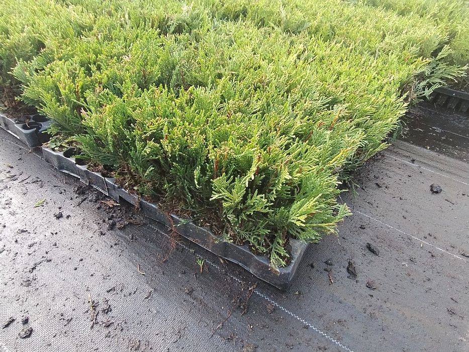 Кипарис Лейланди разсад около 10-15 см