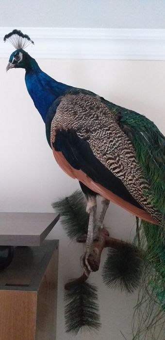 Продам перья Павлина