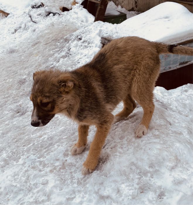 Ручные щенки для охраны