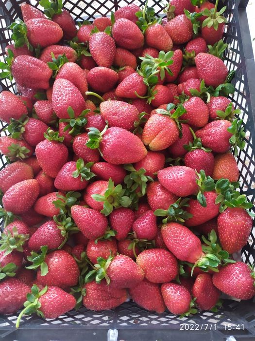 Хозяйство, дом, теплицы, бизнес