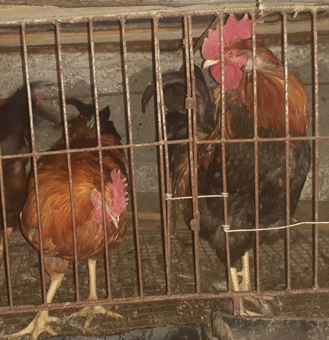 Петух кучинской породы