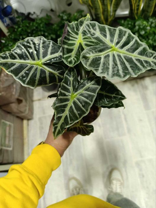 Алаказия.  полли