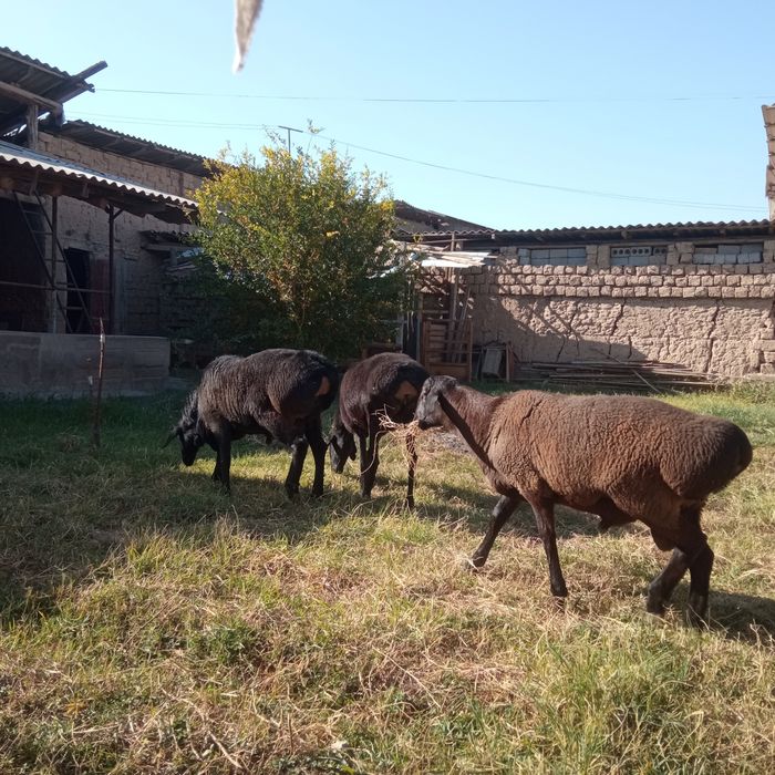 Qoʻchqorlar sotiladi