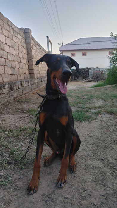 Доберман вяска. Молодой самец