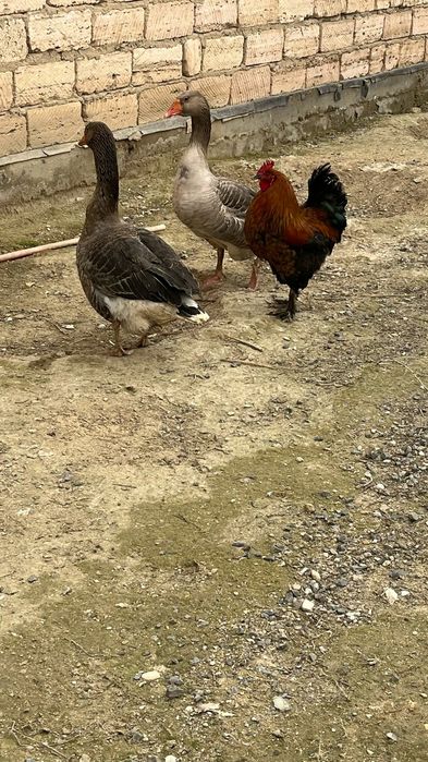 Каз ундук тауык сатылады