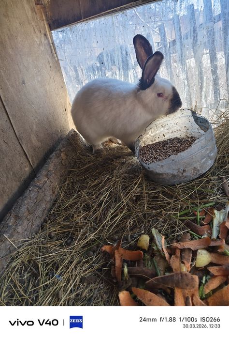 Продам кролика,продам индук