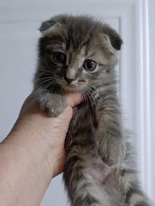 Ищем дом для спасённых малышей.