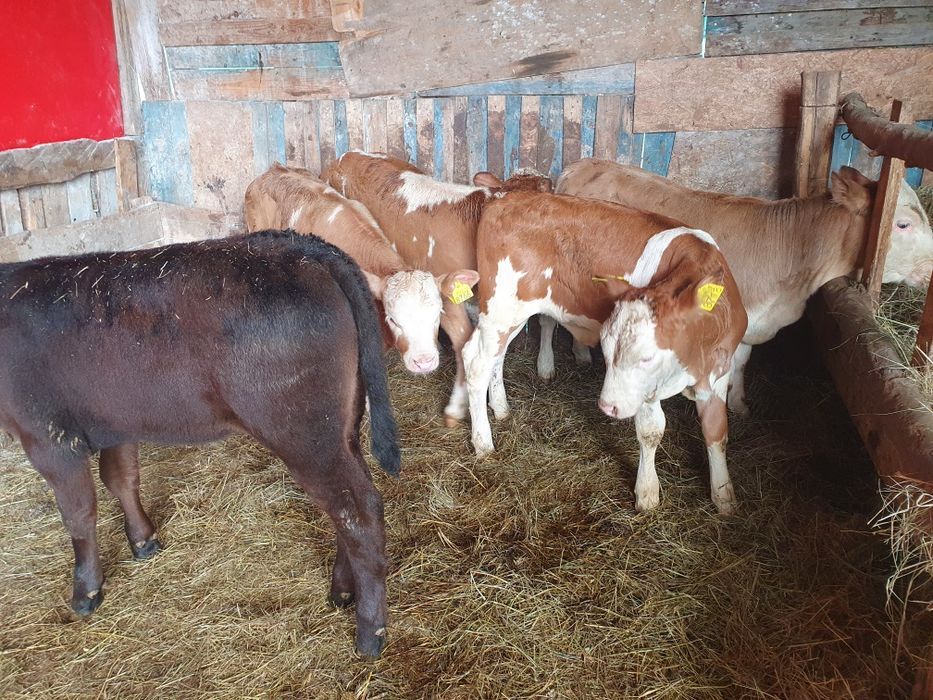 Vand vitele baltate si 1 angus