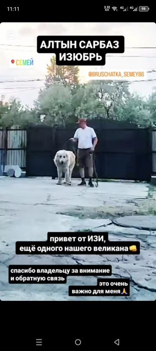 Девочка Суппер Тяж,Тобет,Сао,Алабай.