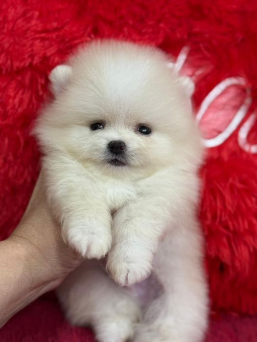 Кремовые шпицы мальчишки