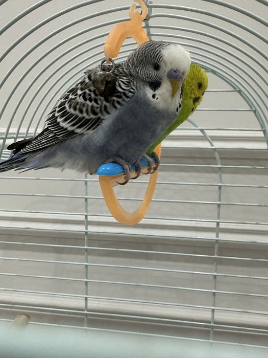 Волнистые попугаи