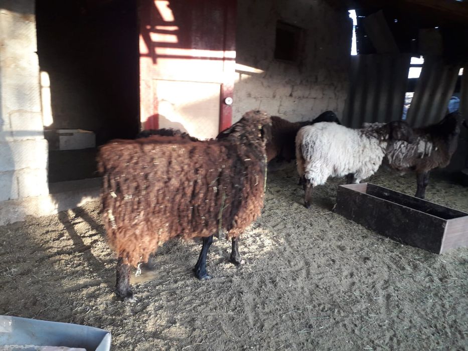 Семиз койлар сатылады