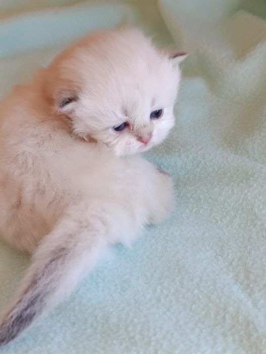 British Longhair  fetite.