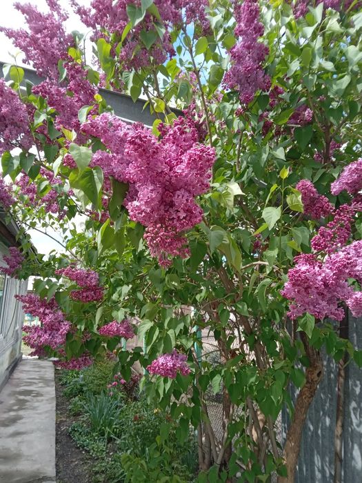 Продам веточки сирени