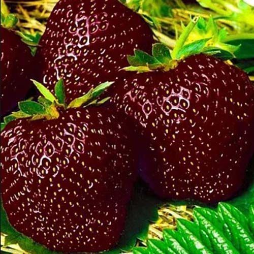 Продам рассаду клубники