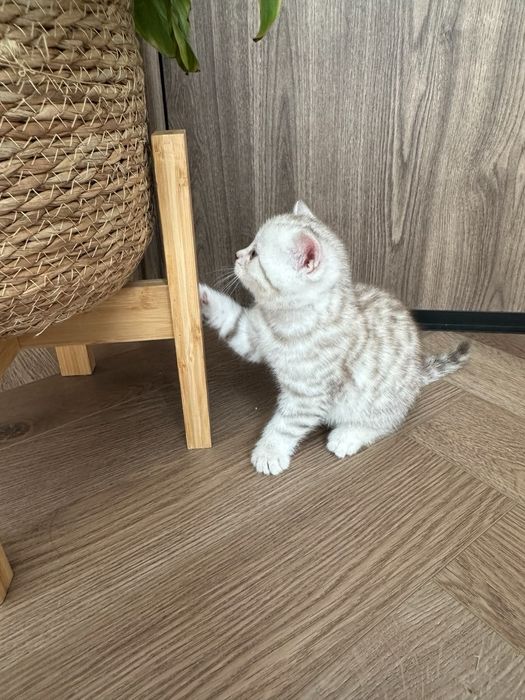 Продаются котята шотландцы